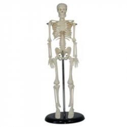 Human Skeleton Model Mini 42cm tall