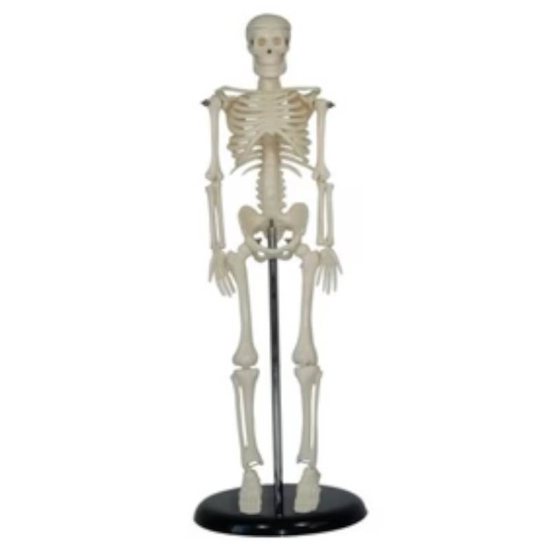Human Skeleton Model Mini 42cm tall