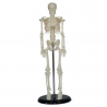 Human Skeleton Model Mini 42cm tall