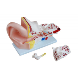 Human Ear Model (4 parts)