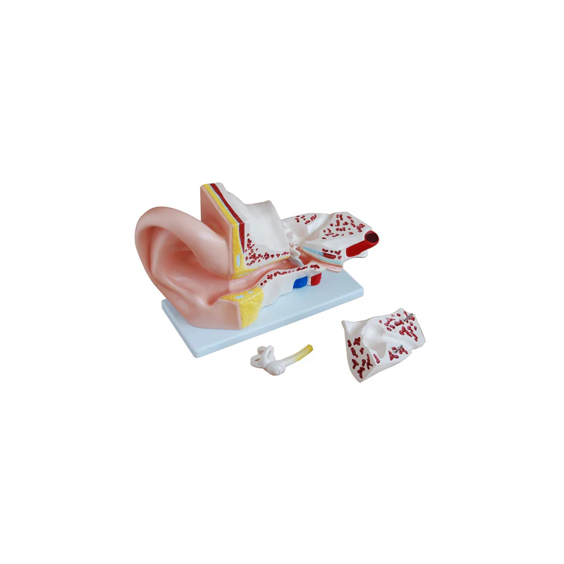 Human Ear Model (4 parts)