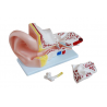 Human Ear Model (4 parts)