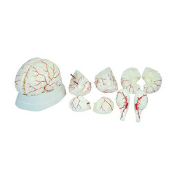 Human Brain Model (8 parts)