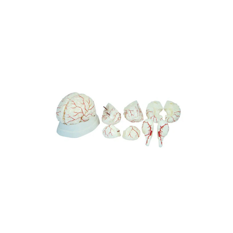 Human Brain Model (8 parts)