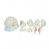 Human Brain Model (8 parts)
